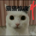 猫咪惊魂4